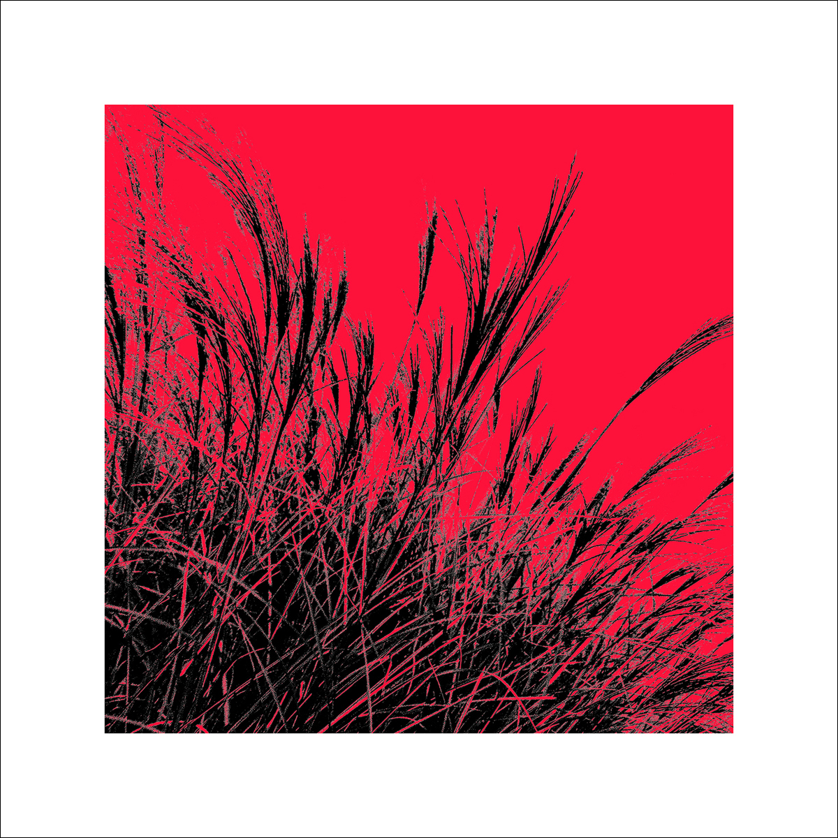 Polla, D.: Grass (red), 2011 ZG