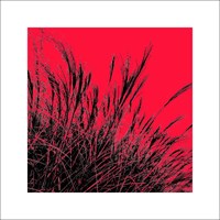 Polla D.: Grass (red), 2011 ZG