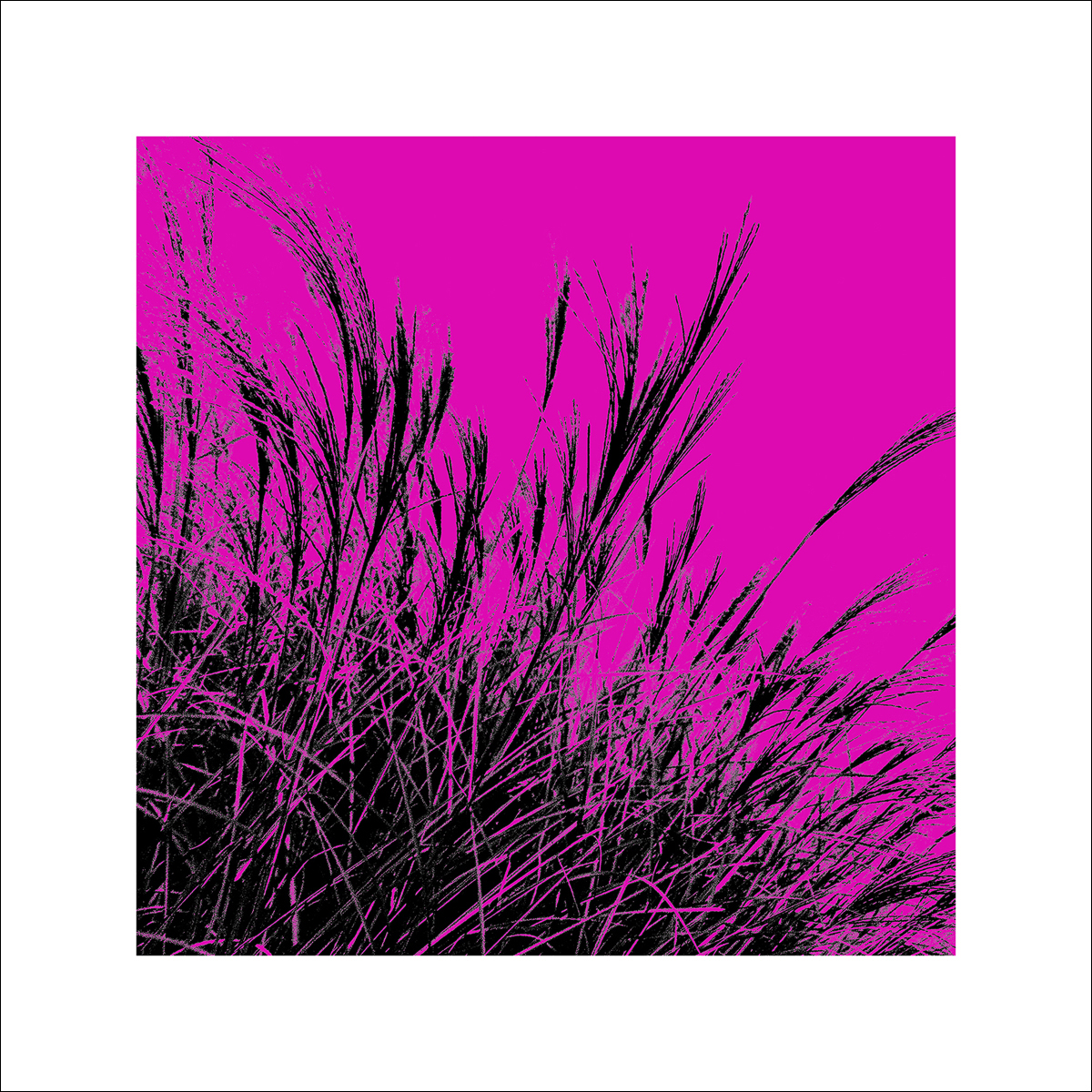 Polla, D.: Grass (magenta), 2011 ZG