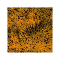 Polla, D.: Grass (orange), 2011 ZG